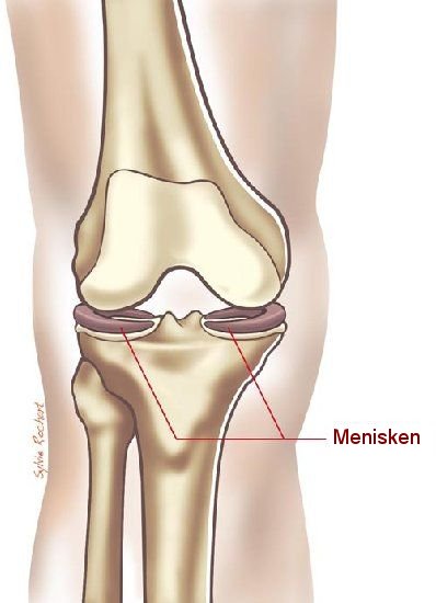 Kniegelenk mit Menisken